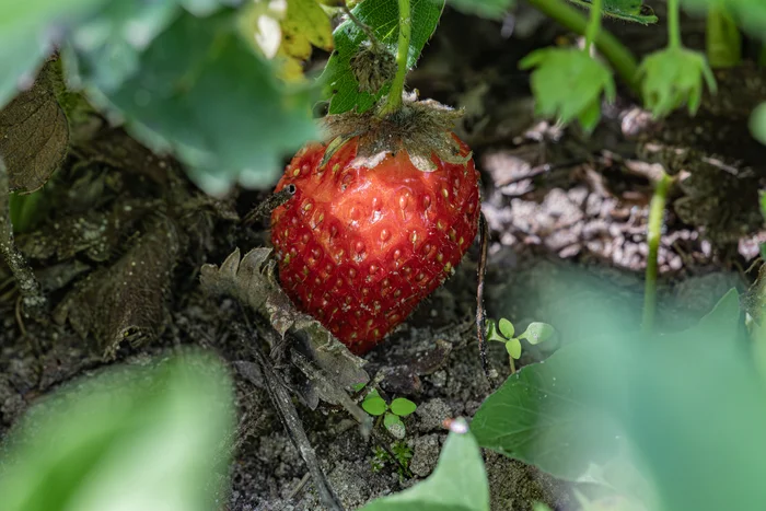 Strawberry - My, The photo, Nikon, The nature of Russia, Strawberry (plant), Berries, Macro photography, Garden, Harvest, Summer