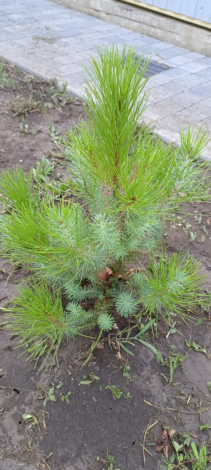 Spruce or pine? - My, Conifers, Christmas trees, Longpost