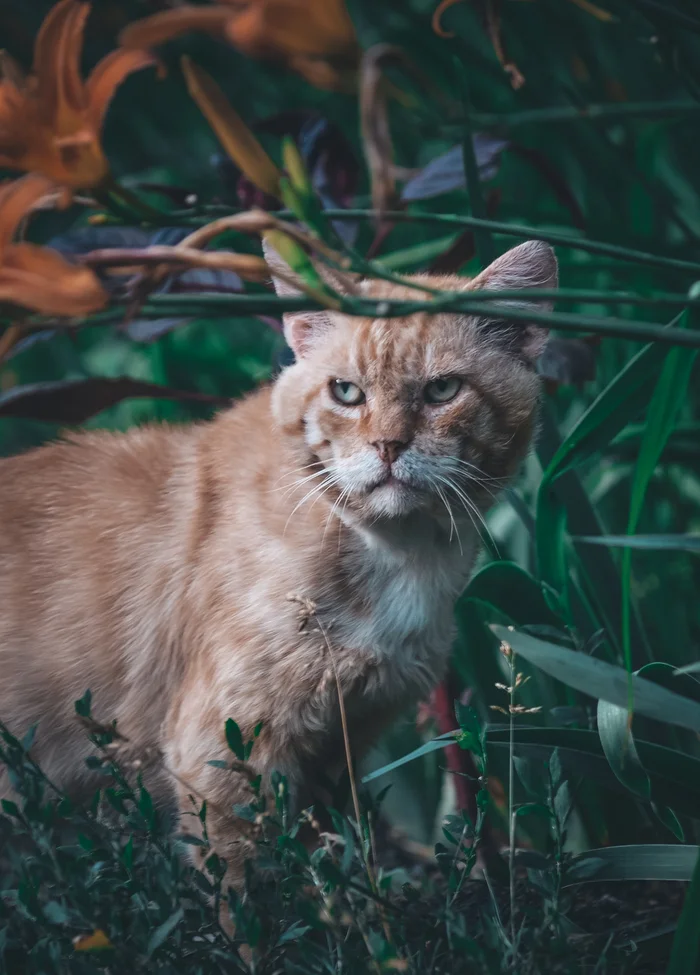 Хозяин двора - Моё, Фотография, Антрацит, Nikon d3100, Зелень, Кот