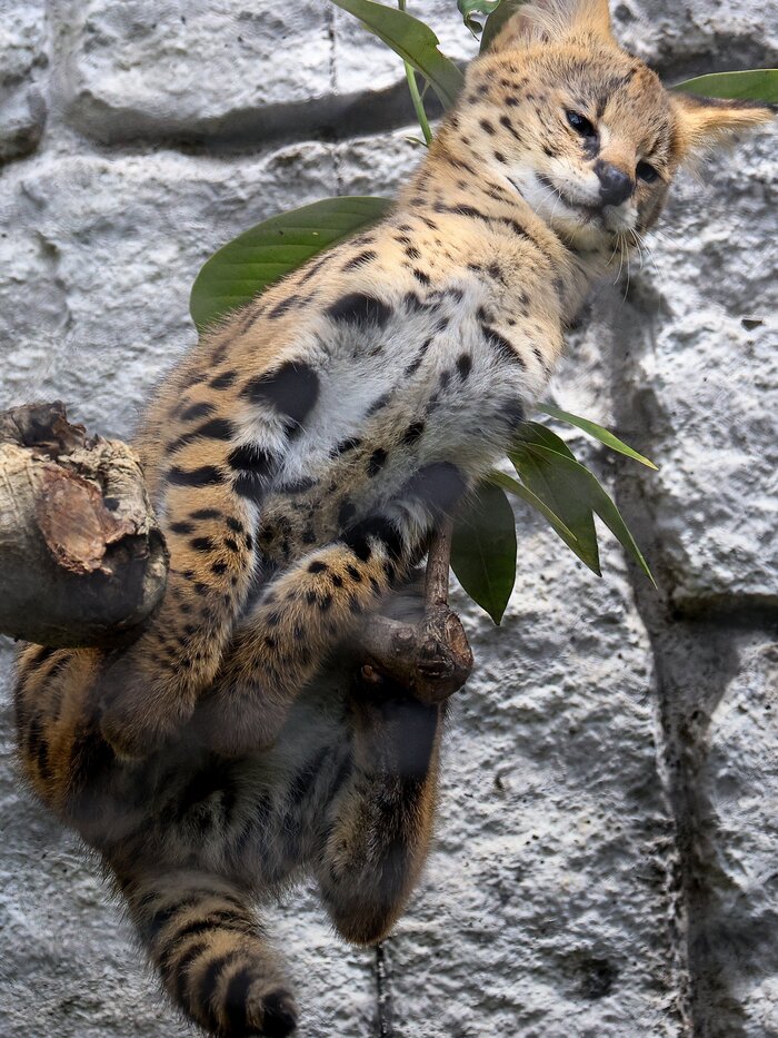 Ну допустим "Кар" :3