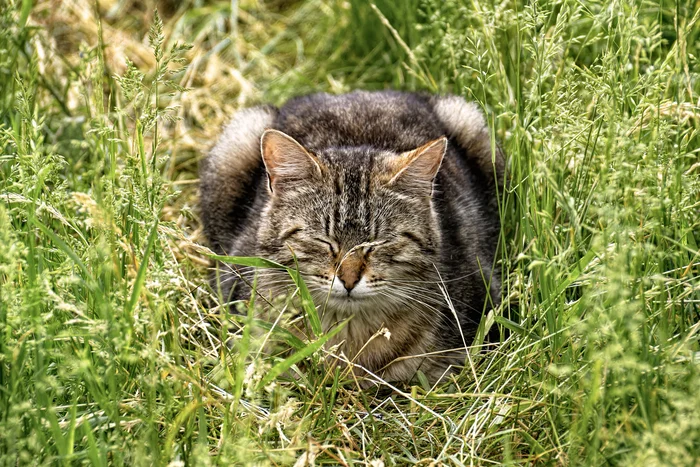 On the chill - My, The photo, Canon, Street photography, City walk, cat, Summer, Relaxation