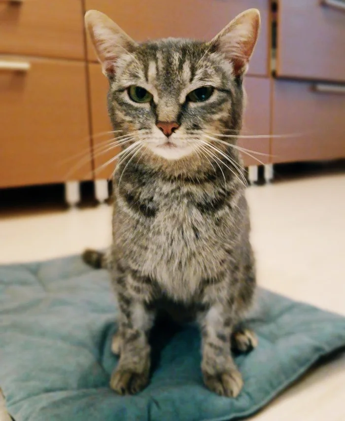 Finding caring owners for Nyusha - Helping animals, Cat lovers, In good hands, cat, Fluffy, Homeless animals, Longpost