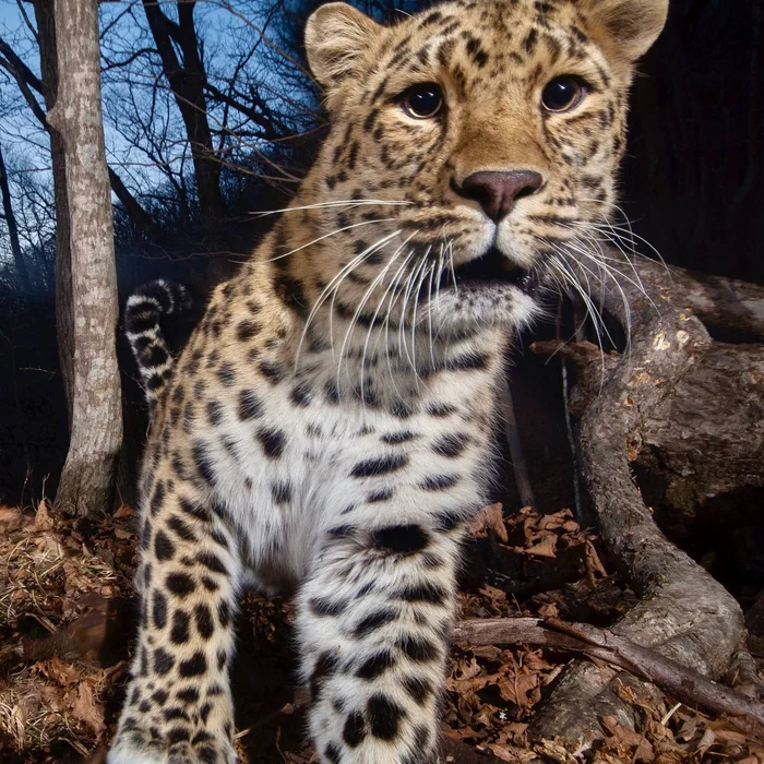 Eyes are the mirror of the soul - Far Eastern leopard, Eyes, Rare view, Red Book, beauty, National park, Phototrap, Primorsky Krai, The photo, wildlife, Land of the Leopard, Predatory animals, Leopard, Big cats, Cat family, Telegram (link), Longpost