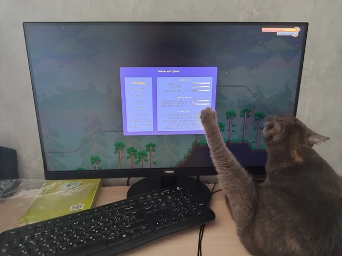 Sit and play, I won't bother you - My, cat, Washing, Terraria, Computer games, Pets, The photo