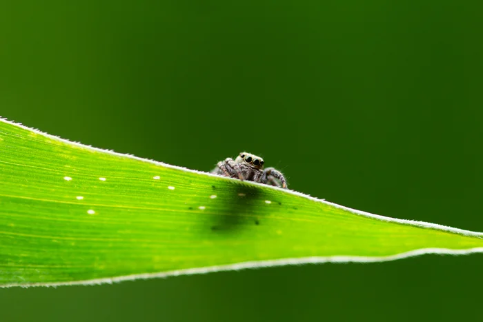 Children of corn) - My, Spider, Dragonfly, Forest, Field, Summer, Insects, Longpost