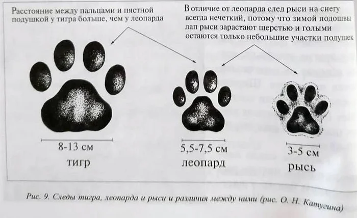 Как отличить следы тигра, леопарда и рыси - Следы, Семейство кошачьих, Амурский тигр, Дальневосточный леопард, Европейская рысь, Тигр, Леопард, Рысь, Хищные животные, Дикие животные, Большие кошки, Малые кошки, Национальный парк, Земля Леопарда, Приморский край, Фотография, Познавательно, Telegram (ссылка)