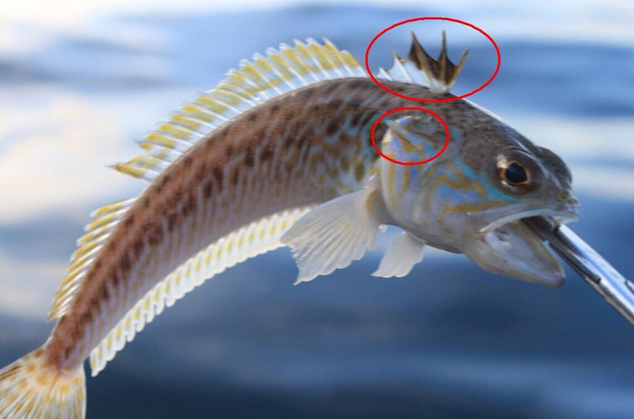 Расположение ядовитых желез.