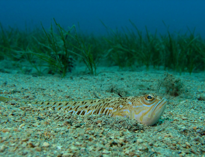 Моя кошка в 2 часа ночи сидит в засаде и ждёт, пока я пойду на кухню попить водички.