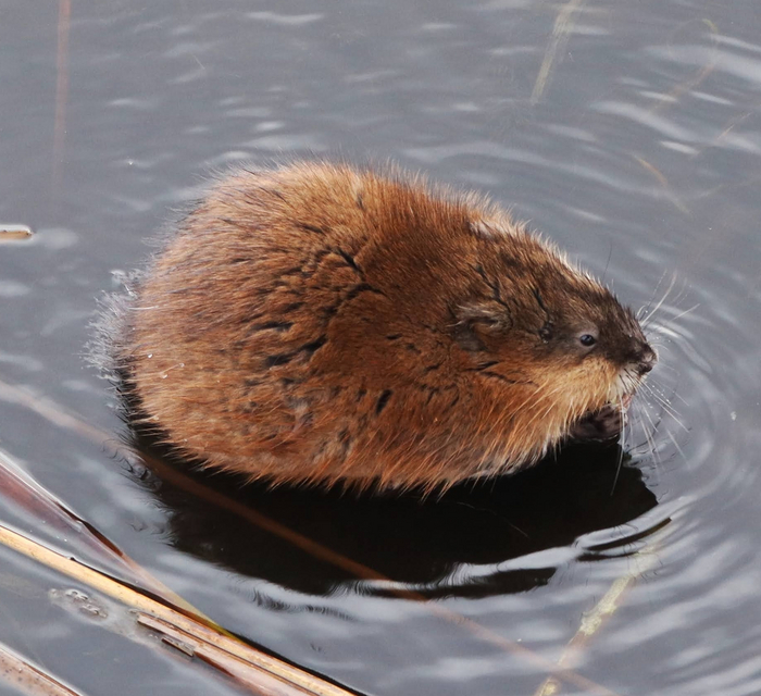Я не толстый, я просто стремлюсь к идеальной форме. К форме шара!