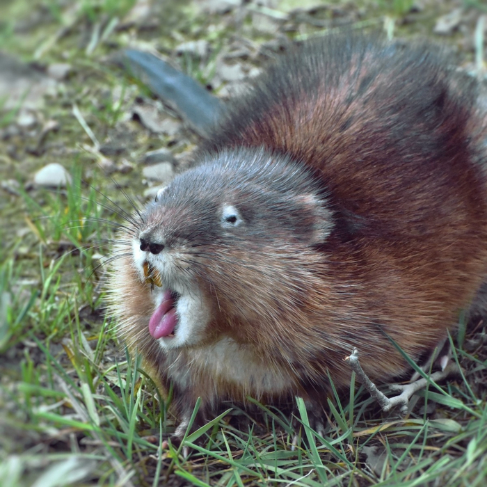 Муж, неси траву, мелкие опять жрать хотят.