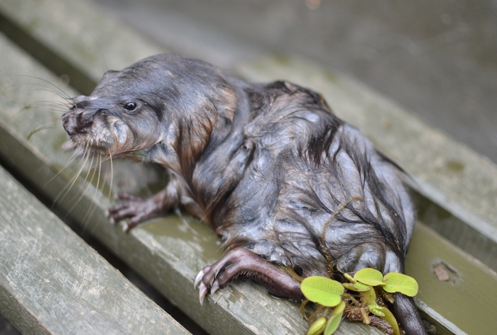 У малышей-ондатрят нет водоотталкивающего меха. Поэтому после купания они выглядят как котята после душа.