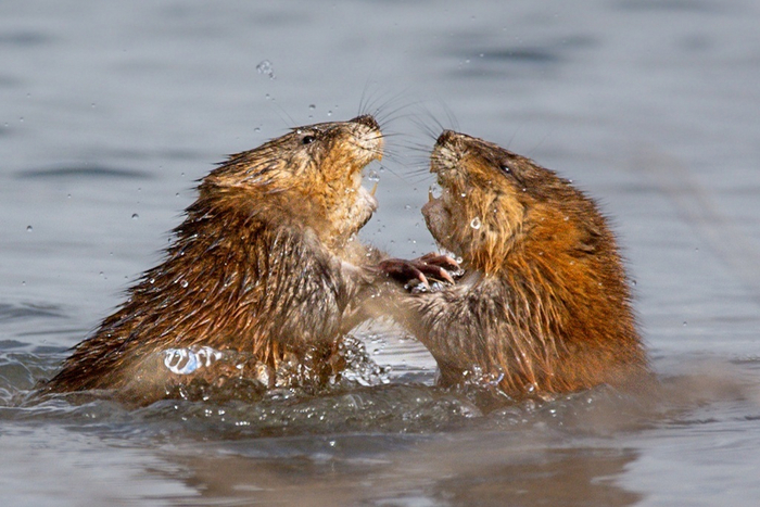 Ондатры — территориальные животные. Территорию своей семьи звери защищают от посягательств сородичей.