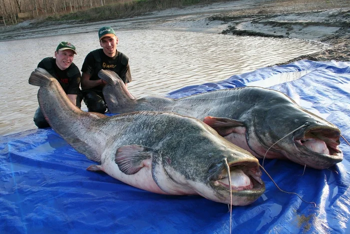 Somy: We don't let them ripen. Leave them alone for 80 years, and the rivers will be filled with monsters weighing over 300 kg. - Catfish, A fish, Animals, Wild animals, Yandex Zen, Yandex Zen (link), Longpost