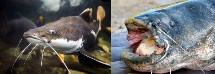 Молодые и старые сомы выглядят так, будто они из разных видов. Впрочем, и человек за 80+ лет здорово меняется.