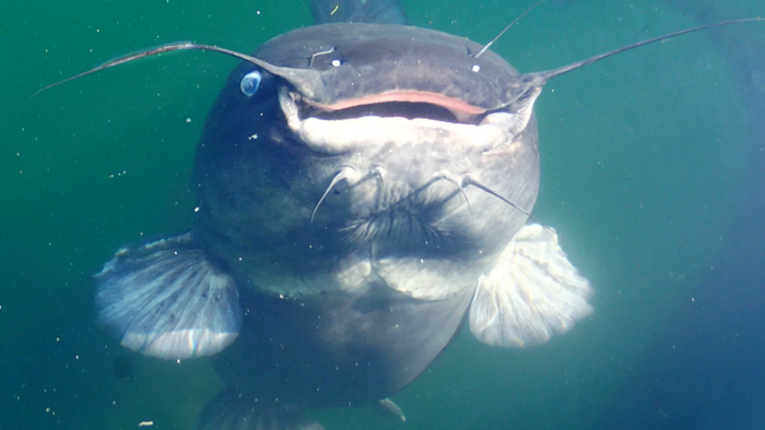 Усы говорят, что передо мной еда.