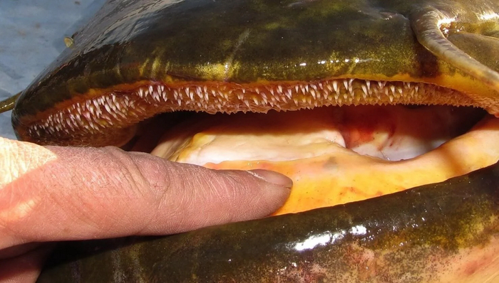 Пасть сома. Как видите, зубки есть, но они слишком коротки, чтобы удержать человека.