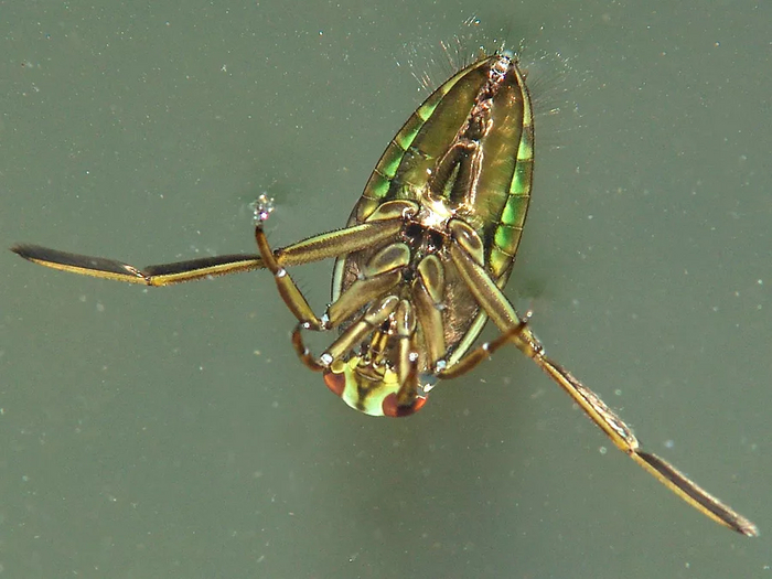 Если увидел такого жука, перевернутого кверху пузом, беги из этого водоёма! Это насекомое не погибло, оно ждёт, чтобы напасть!