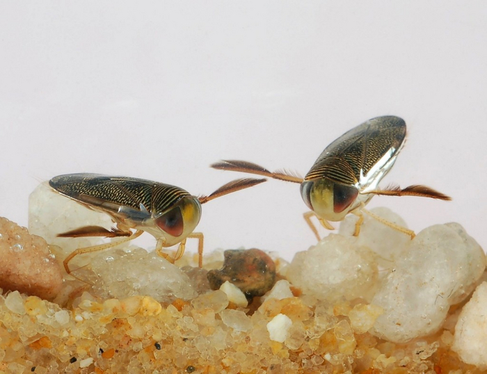 Личинки гладыша отличаются от взрослых особей лишь размерами и отсутствием крыльев. А значит, с самого рождения они ведут себя также агрессивно!