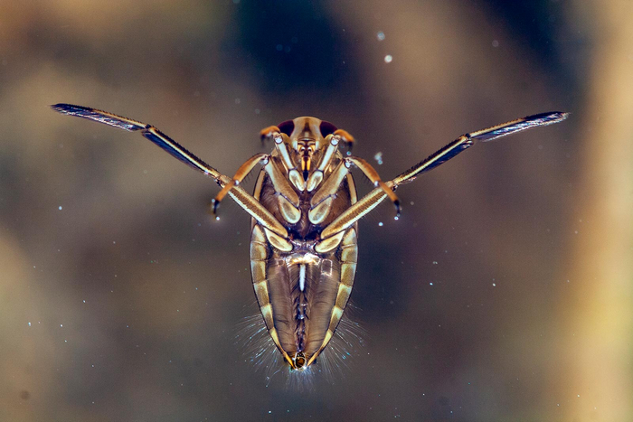 Нарисуй меня так как одну из своих француженок!