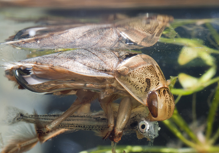 — Малёк, если тебя держат в заложниках, просто моргни! — Но рыбы не умеют моргать!