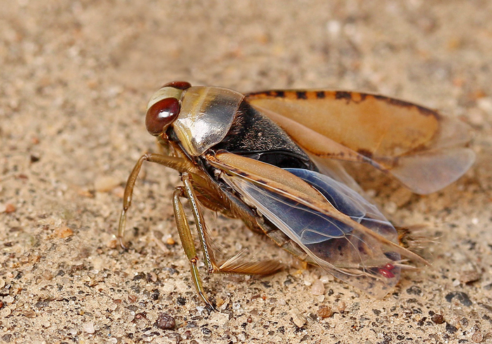 Чёрт, я вроде бы не пил, но ноги заплетаются!
