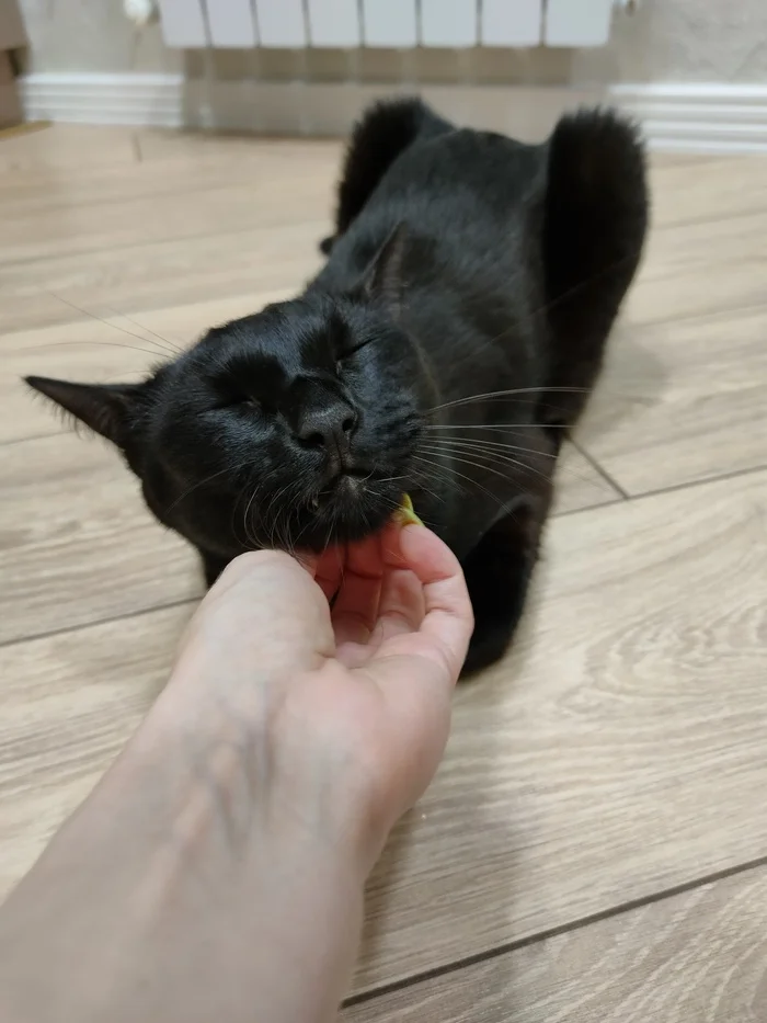 Good loaf - My, cat, Fluffy, Pets, Black cat, Pet the cat, Paws