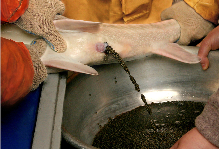 А ещё рыб с ферм доят! Такая икра достаточно дорогая, зато вы точно знаете, что её не добыли браконьеры.