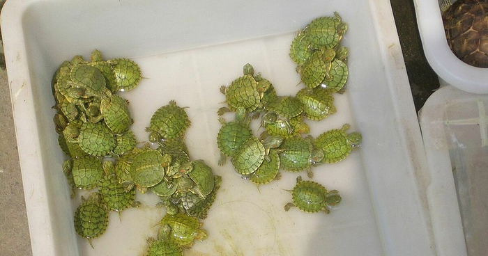 Черепахам необходима суша — там они отдыхают и греются. Если черепашата вынуждены стоять друг у друга на спинах, кто-нибудь из них обязательно захлебнётся.