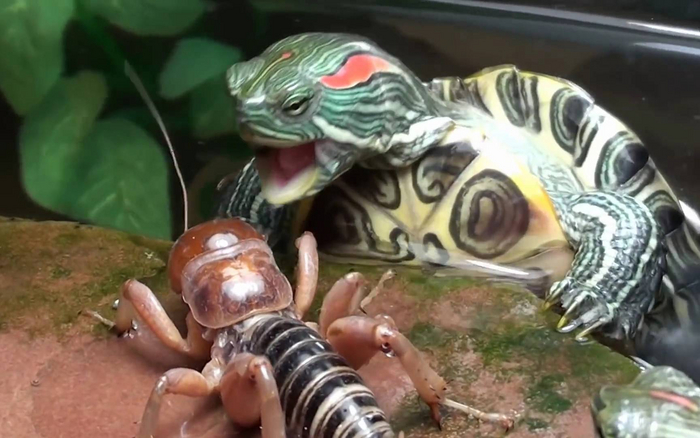 А вы готовы закупаться живыми насекомыми и рыбой, чтобы кормить своего питомца?