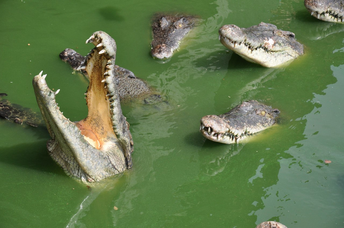 А-а-а, Саня, это ты меня за ногу дёрнул?! Не смешно!