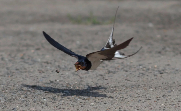 Эй! Лететь нужно не от моего рта, а в него!