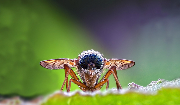 Капельки воды очень легко прилипают к насекомым, делая их тяжелее.