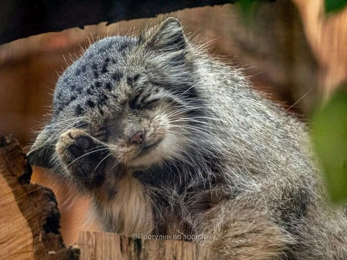 Wash before bed - Wild animals, Predatory animals, Cat family, Pallas' cat, Small cats, Zoo, Leningrad Zoo, The photo, Longpost