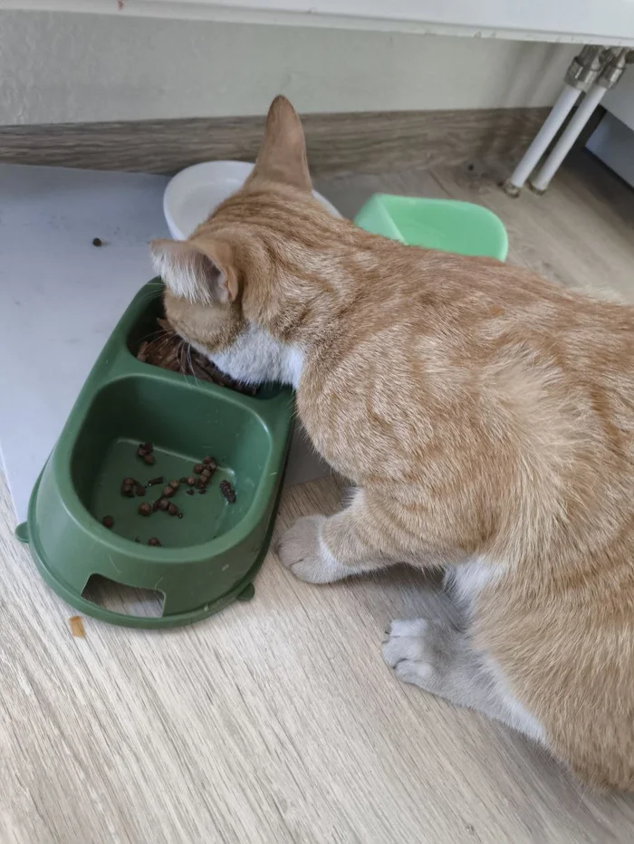 Continuation of the post “Help me find the cat! No rating. Please take me upstairs!” - My, No rating, cat, Help, Lost cat, Murino, Leningrad region, Reply to post, Good news, Found a cat