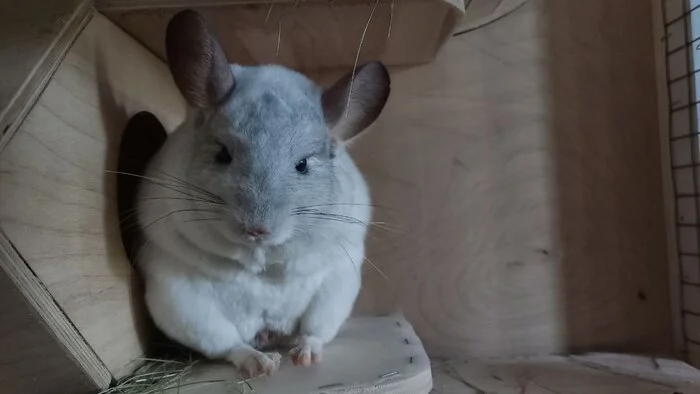 Anything? - My, The photo, Pets, Chinchilla