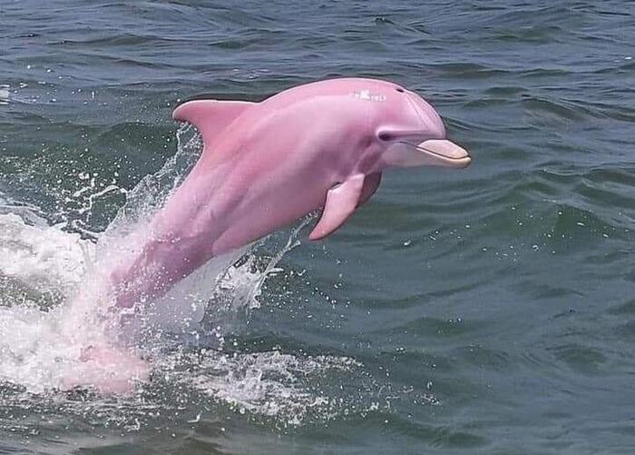 Are these pictures of a pink dolphin real? - My, Dolphin, Images, Artificial Intelligence, Neural network art, Color, Pink, Art, Animals, The photo, Social networks, Facts, Проверка, Research, Informative, Longpost