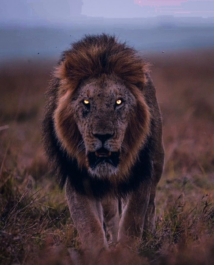 Имеет значение не только густота гривы, но и её цвет. Чем она темнее — тем лучше для её обладателя. Насыщенный цвет подтверждает хорошее здоровье.