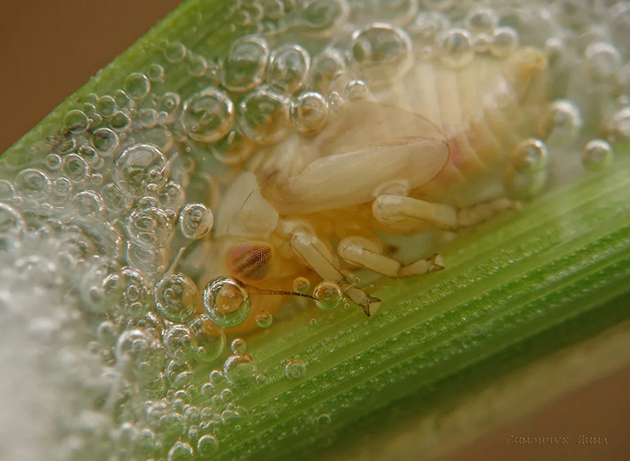 Весь день жрать, а потом улечься в ванную с пеной. Вот у кого рай на земле.