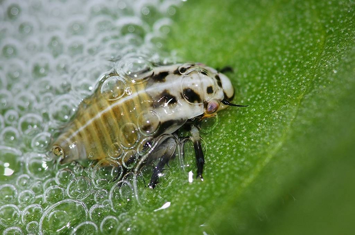 Я, как Венера, вышла из пены! Да, не морской, но какая разница?