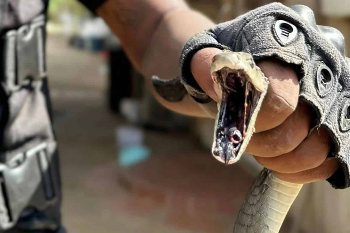 Смоляная пасть служит для животных предупреждением. Показывая её, мамба говорит о том, что она вот-вот укусит.