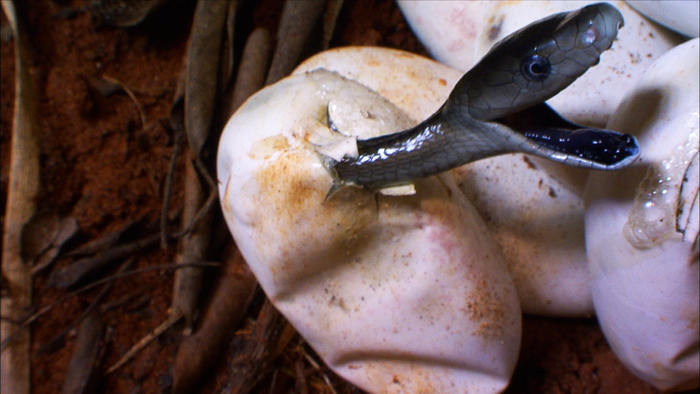 Чёрная мамба рождается сразу с безумием в глазах.