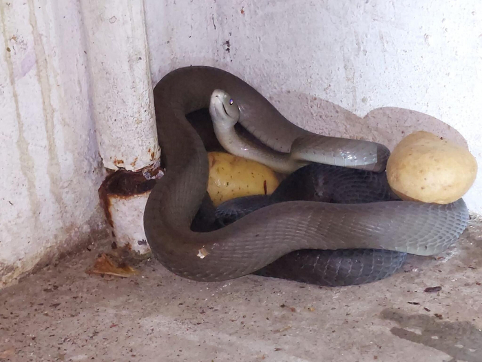 Хорошо, можешь забирать мою картошку! Только меня не трогай!