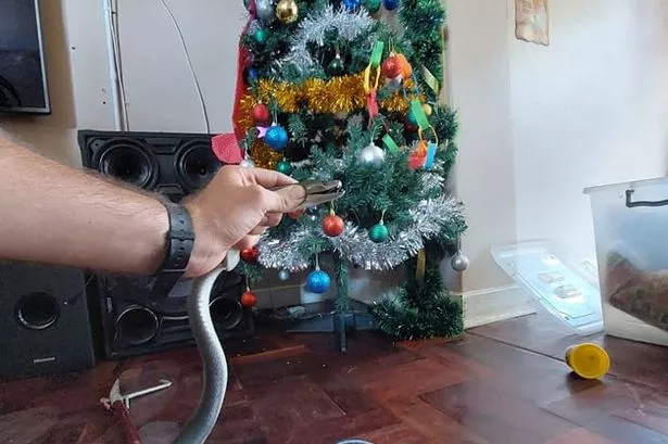 — А ну отвечай, где все подарки? — Не злиссссь, человек, я дарю тебе нечто большее...Сохранённую жизнь.