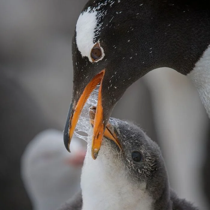 Feeding - Penguins, Chick, Birds, Wild animals, wildlife, Feeding, The photo