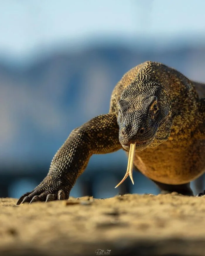 Komodo dragon - Endangered species, Komodo monitor lizard, Reptiles, Wild animals, wildlife, National park, Indonesia, The photo