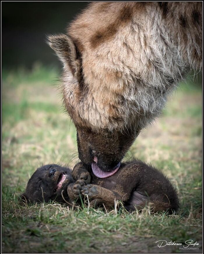 Oh mom, it's ticklish! - Young, Hyena, Spotted Hyena, Predatory animals, Wild animals, Safari Park, Lick, The photo