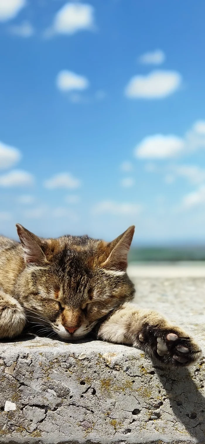 Cat on vacation! - My, cat, Sky, Clouds, Zheleznovodsk, Relaxation, Dream, Relaxation, Longpost