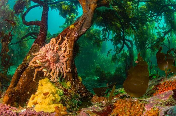 Underwater kingdom - Starfish, Tree, Seaweed, Plants, wildlife, Underwater photography, Atlantic Ocean, Marine life, The photo