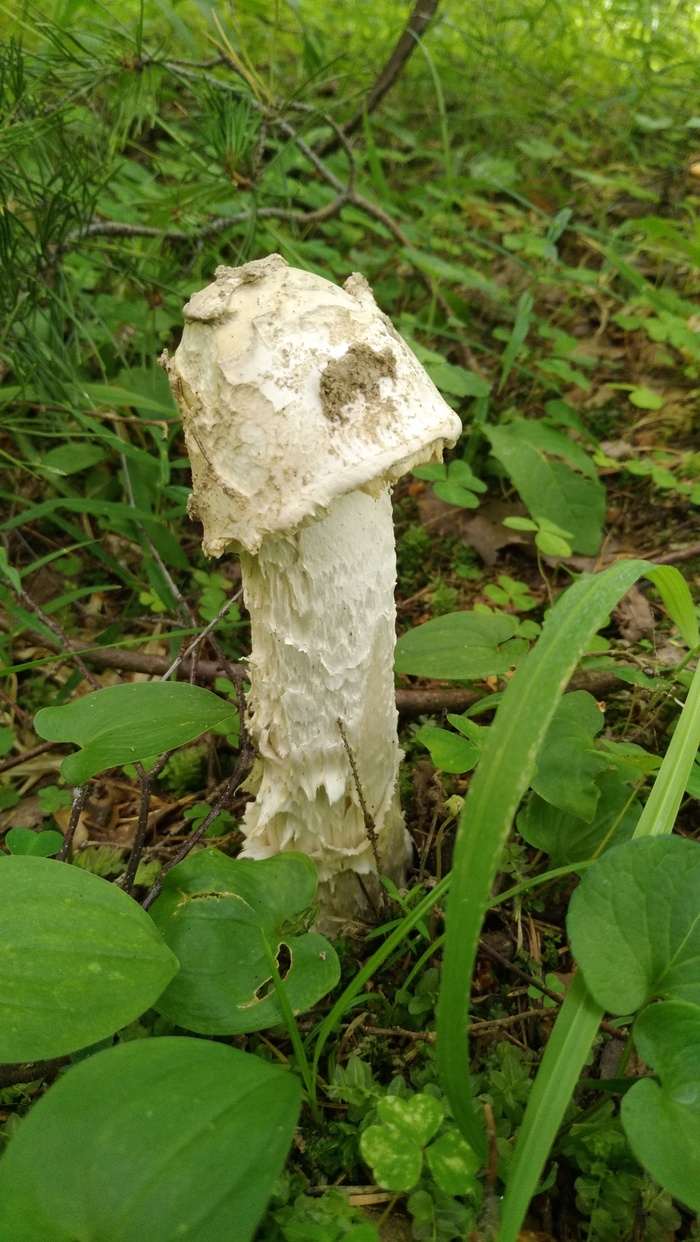 Похож на мухомор.)