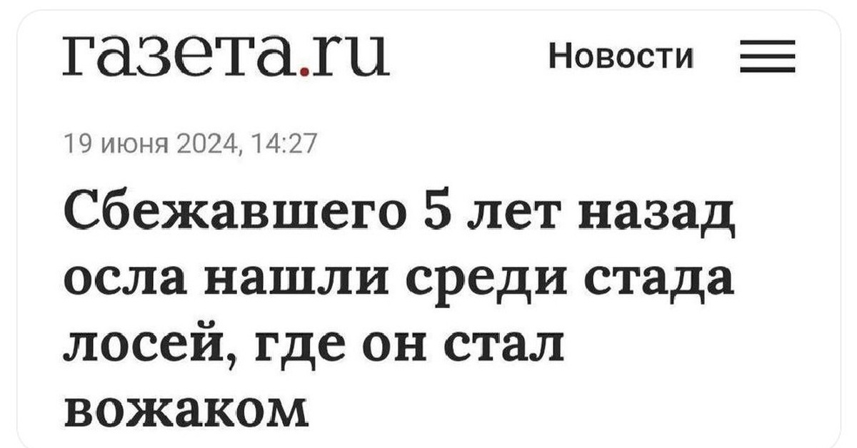 Сбежавшего 5 лет назад осла нашли